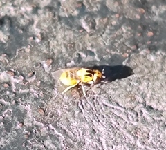 Thaumatomyia