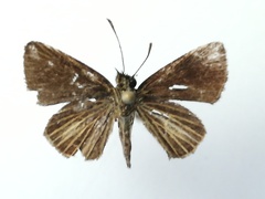 Callimormus radiola