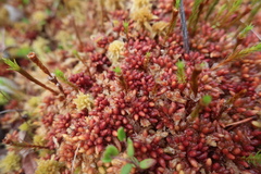 Sphagnum magellanicum