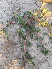 Amaranthus retroflexus