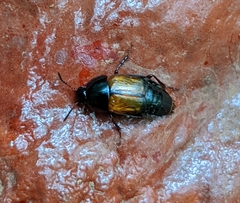 Tachinus fimbriatus
