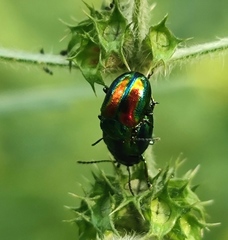 Chrysolina fastuosa