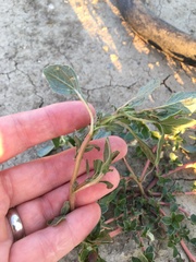 Amaranthus retroflexus