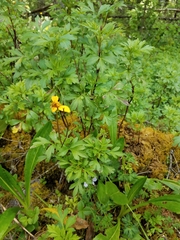 Bidens ostruthioides
