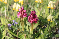 Dactylorhiza sambucina