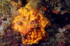 Acanthella acuta