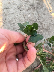 Amaranthus retroflexus