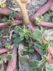 Amaranthus retroflexus