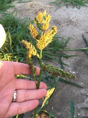 Echinochloa crus-galli