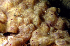 Polysyncraton lacazei