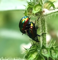 Chrysolina fastuosa