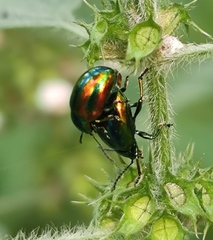 Chrysolina fastuosa