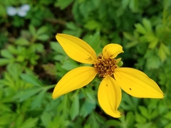 Bidens ostruthioides