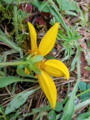 Bidens ostruthioides