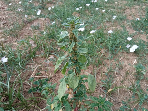 Amaranthus graecizans, photograph 2