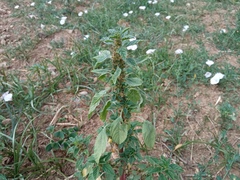 Amaranthus graecizans silvestris