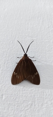 Arctiinae