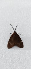 Arctiinae