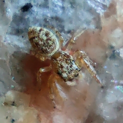 Macaroeris nidicolens