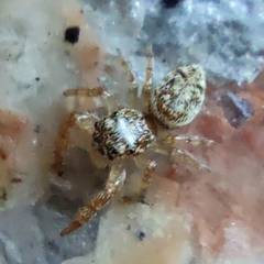 Macaroeris nidicolens