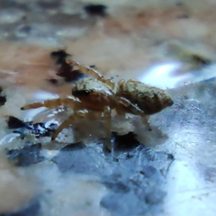 Macaroeris nidicolens