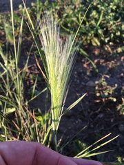Hordeum jubatum