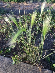 Hordeum jubatum