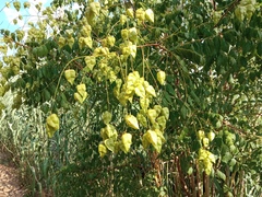 Koelreuteria paniculata