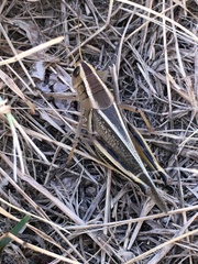 Melanoplus bivittatus