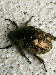 Protaetia orientalis