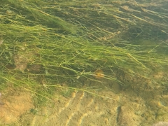 Potamogeton trichoides
