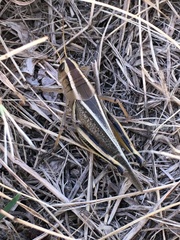 Melanoplus bivittatus