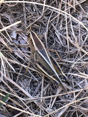 Melanoplus bivittatus