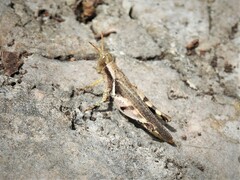Abracris dilecta