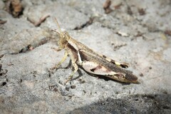 Abracris dilecta