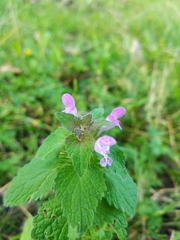 Lamium purpureum