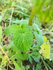 Lamium purpureum