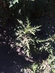 Ambrosia psilostachya