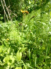 Crepis lyrata