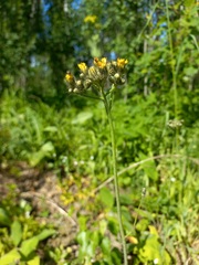Pilosella novosibirskensis