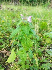 Lamium purpureum