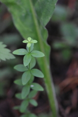 Cruciata glabra