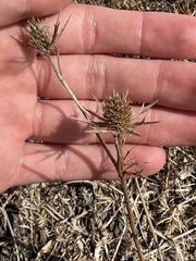 Eryngium hookeri