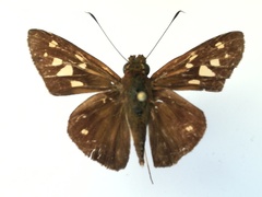 Calpodes esperi