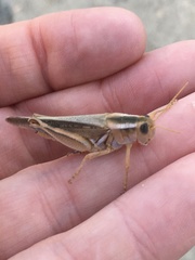 Melanoplus packardii