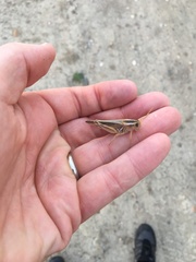 Melanoplus packardii