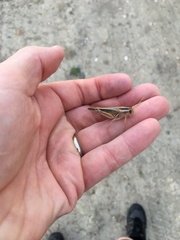 Melanoplus packardii