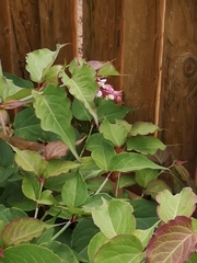 Leycesteria