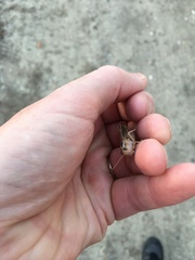 Melanoplus packardii