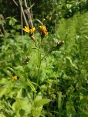 Crepis lyrata